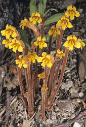 orobanche fasciculata thumbnail graphic